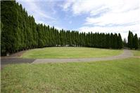 Miscellaneous. Arc of Pines- Bicentennial park Sydney