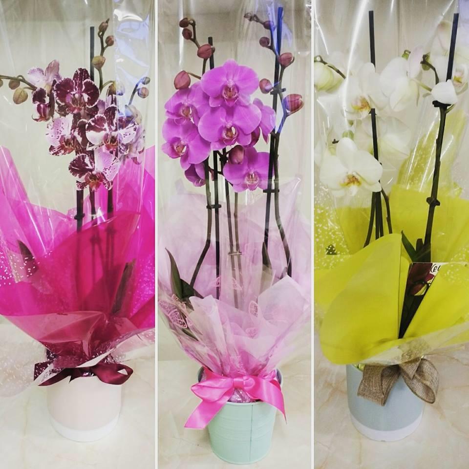 Flowers, theresabrowne123@gmail.com
