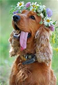 Miscellaneous. Would you let a dog wear a garland at your wedding? Image credit: http://bit.ly/STQRX